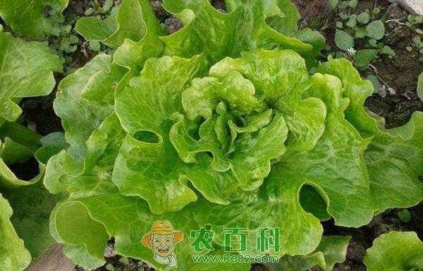 种植生菜科技知识点（种植生菜科技知识点汇总）-图3