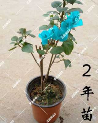 花木土壤科技知识（花艺土壤）-图2