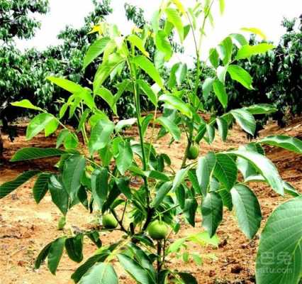 核桃种植科技知识大全视频（核桃的种植与栽培技术）-图1