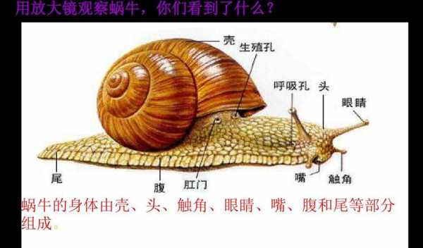 关于蜗牛的科技知识（关于蜗牛的科学）-图3