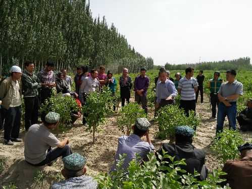 核桃种植科技知识讲座（核桃种植视频）-图2