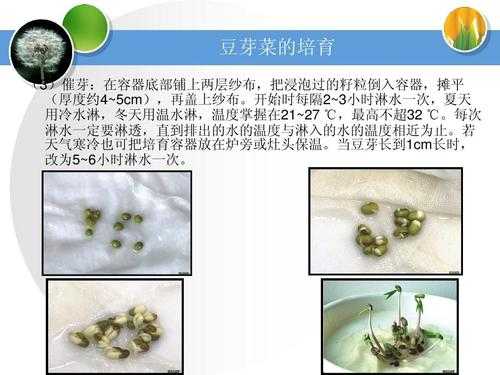 豆芽生产科技知识讲座心得（生豆芽培训）-图3