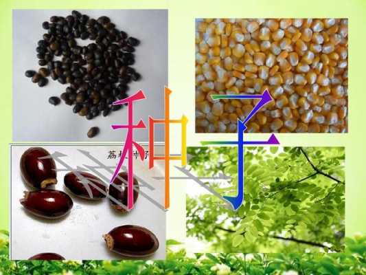 种子科技知识（种子 科学）-图2