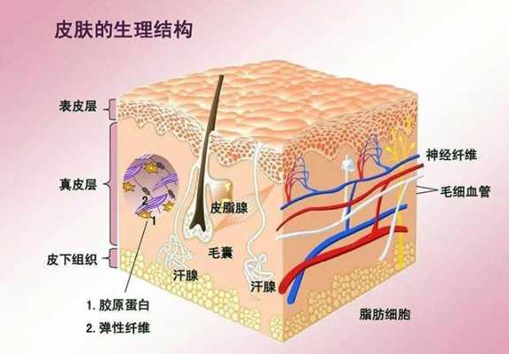 进入真皮层的科技知识（进入真皮层的科技知识是什么）-图1