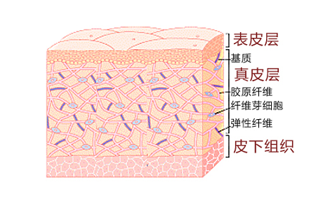 进入真皮层的科技知识（进入真皮层的科技知识是什么）-图2