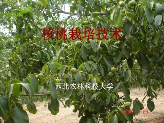 核桃种植科技知识培训内容（核桃种植技术标准）-图1