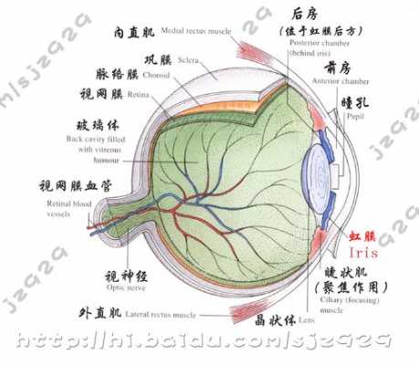 包含瞳孔识别科技知识点总结的词条-图2