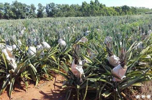 凤梨种植科技知识大全视频（凤梨怎么种植方法视频）-图3