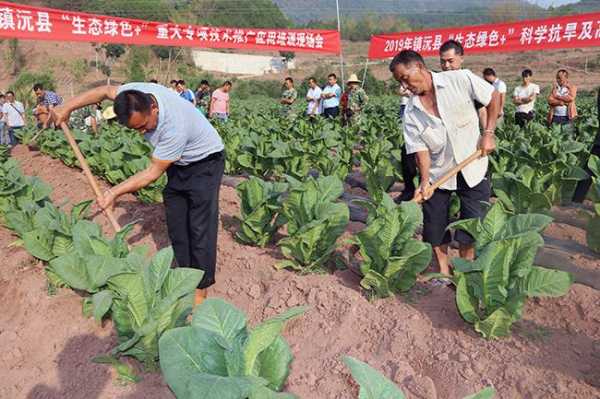 烤烟种植科技知识宣传活动（烤烟种植培训）-图2