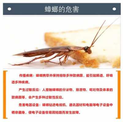 蟑螂防治科技知识讲座（蟑螂防治要点）-图2