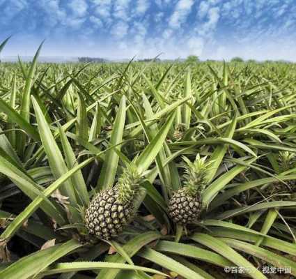 凤梨种植科技知识宣传图片（凤梨种植科技知识宣传图片大全）-图1