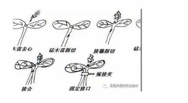 蔬菜嫁接科技知识点汇总（蔬菜嫁接科技知识点汇总图）-图2