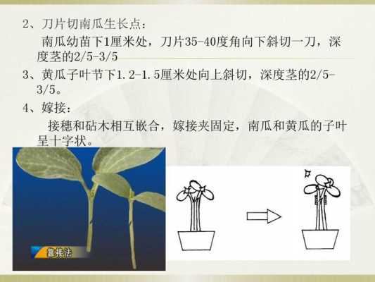 蔬菜嫁接科技知识点汇总（蔬菜嫁接科技知识点汇总图）-图1