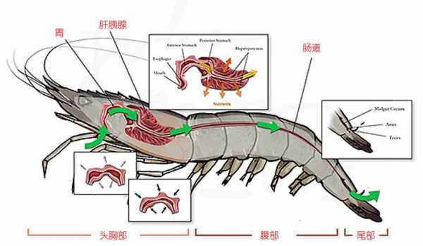 关于虾的科技知识大全（虾的科学知识）-图1