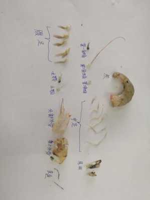 关于虾的科技知识大全（虾的科学知识）-图2