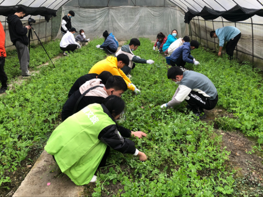 农业除草科技知识培训（农业除草技术）-图3