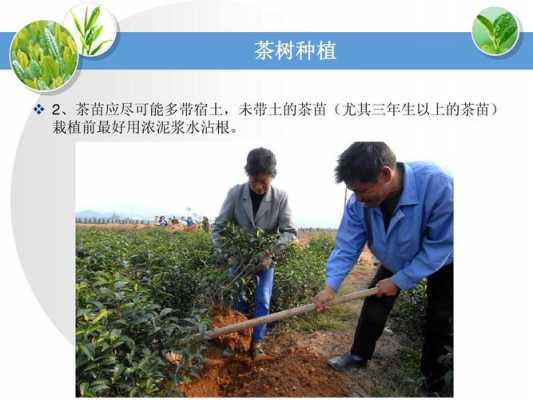 茶叶种植黑科技知识宣传（茶叶高效的种植技术ppt）-图2