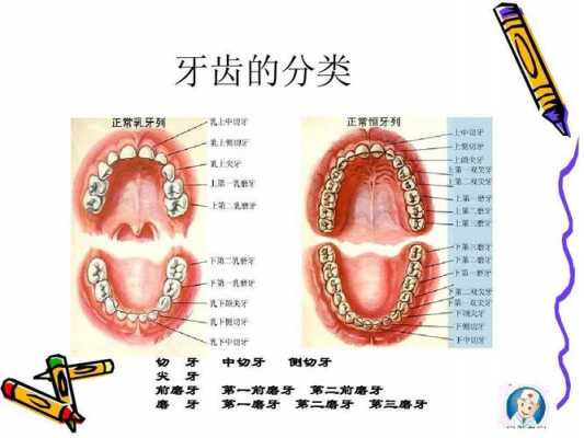 牙齿的最新科技知识点（关于牙齿的最新科技）-图2