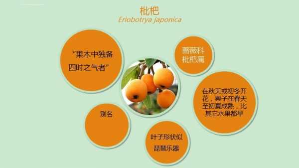 枇杷种植科技知识资料书（枇杷种植科技知识资料书）-图3