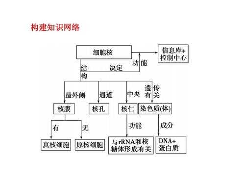 细胞核相关科技知识（细胞核的相关知识点）-图3