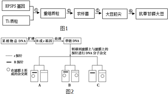 农作物抗旱科技知识点归纳（作物抗旱机理）-图3