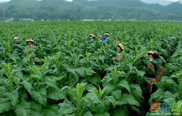 烤烟种植科技知识讲座内容（烤烟种植科技知识讲座内容怎么写）-图1