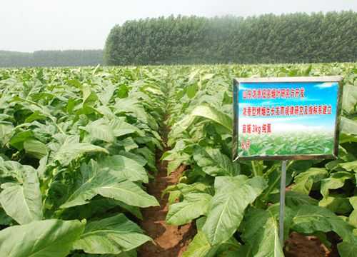 烤烟种植科技知识讲座内容（烤烟种植科技知识讲座内容怎么写）-图2