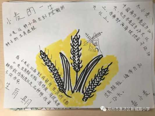 关于小麦的科技知识手抄报（关于小麦我知道）-图2