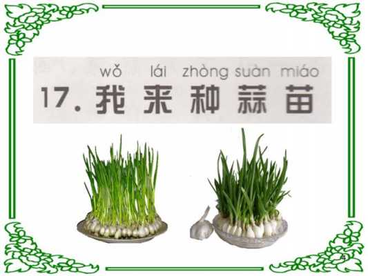 大蒜种植科技知识大全集（大蒜的科学种植技术）-图2