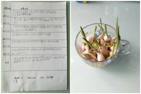 大蒜种植科技知识大全集（大蒜的科学种植技术）-图1