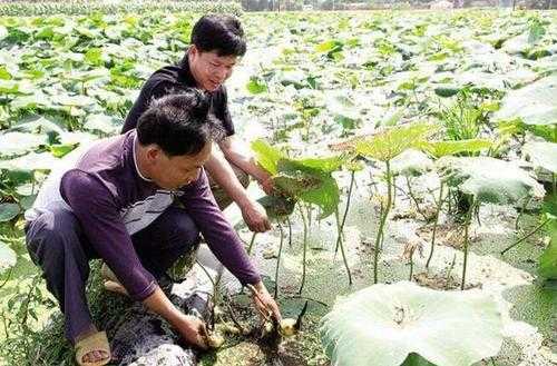 藕的种植科技知识点汇总（藕的种植技术及效益）-图1