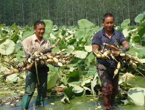 藕的种植科技知识点汇总（藕的种植技术及效益）-图2