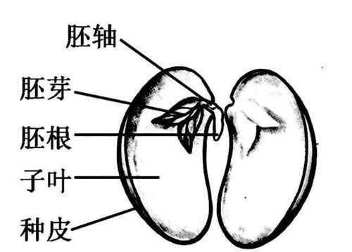 大豆种子的科技知识有哪些（大豆种子的内部结构图）-图3