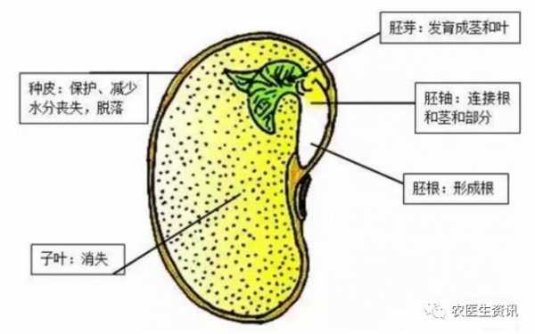 大豆种子的科技知识有哪些（大豆种子的内部结构图）-图2