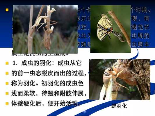 昆虫的生物科技知识（昆虫的生物学特性与应用）-图1