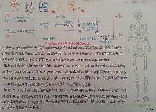 人体的生命科技知识手抄报（人体生命科学突破技术）-图1