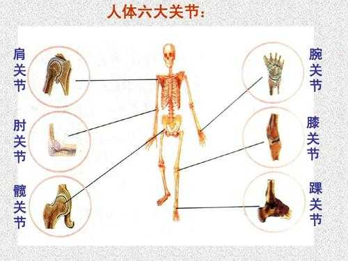 保护关节的科技知识（保护关节的科技知识）-图3