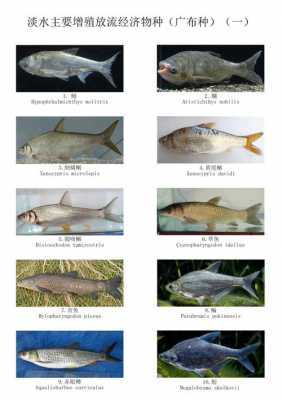 淡水鱼的科技知识（关于淡水鱼的知识）-图2