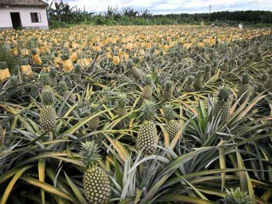 凤梨种植科技知识大全（凤梨种植技术与管理法）-图2