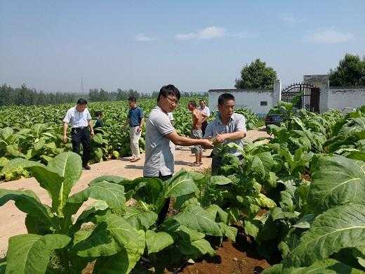 烤烟种植科技知识宣传（烤烟种植指导简报）-图3