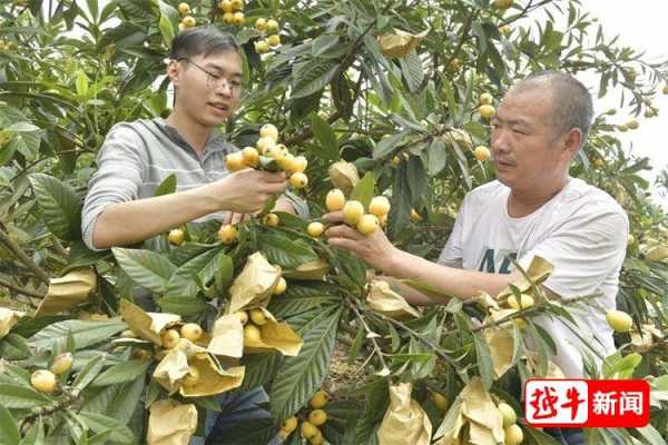 枇杷种植科技知识讲解稿（枇杷种植条件和区域）-图2