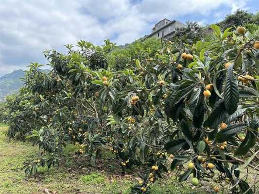 枇杷种植科技知识讲解稿（枇杷种植条件和区域）-图3