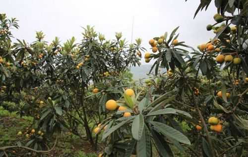 枇杷种植科技知识资料（枇杷种植技术与管理）-图1