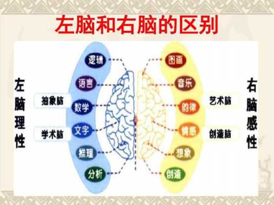 大脑里有什么科技知识（大脑的科学知识）-图2