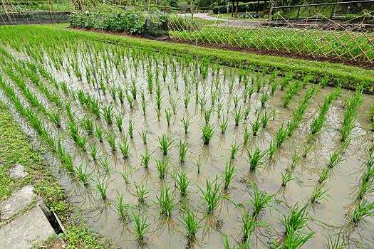 稻田种植科技知识大全（稻田种植科技知识大全图片）-图3