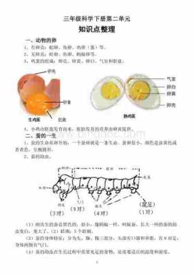 鸡蛋生产科技知识点总结（鸡蛋生产科技知识点总结怎么写）-图3