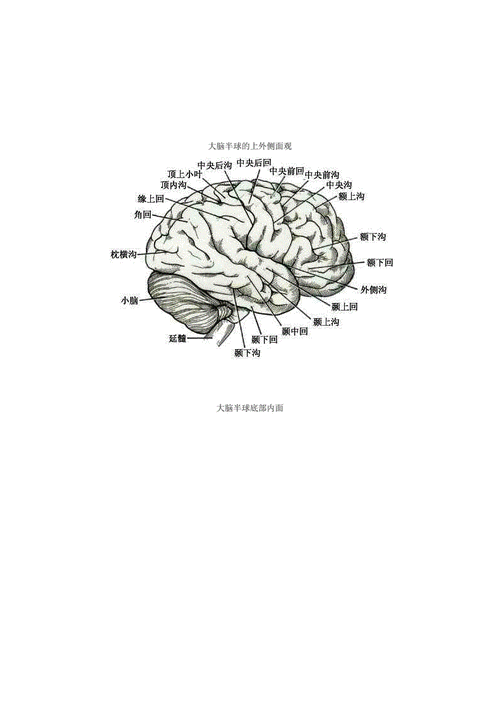 人脑结构科技知识点总结（人脑结构科技知识点总结图片）-图3
