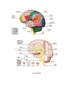 人脑结构科技知识点总结（人脑结构科技知识点总结图片）-图2