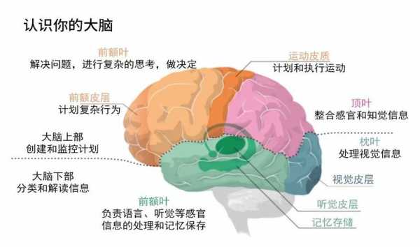 深入大脑的科技知识点（深入大脑的科技知识点是什么）-图3