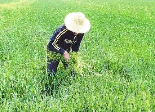 农业除草科技知识培训内容（除草技术）-图3